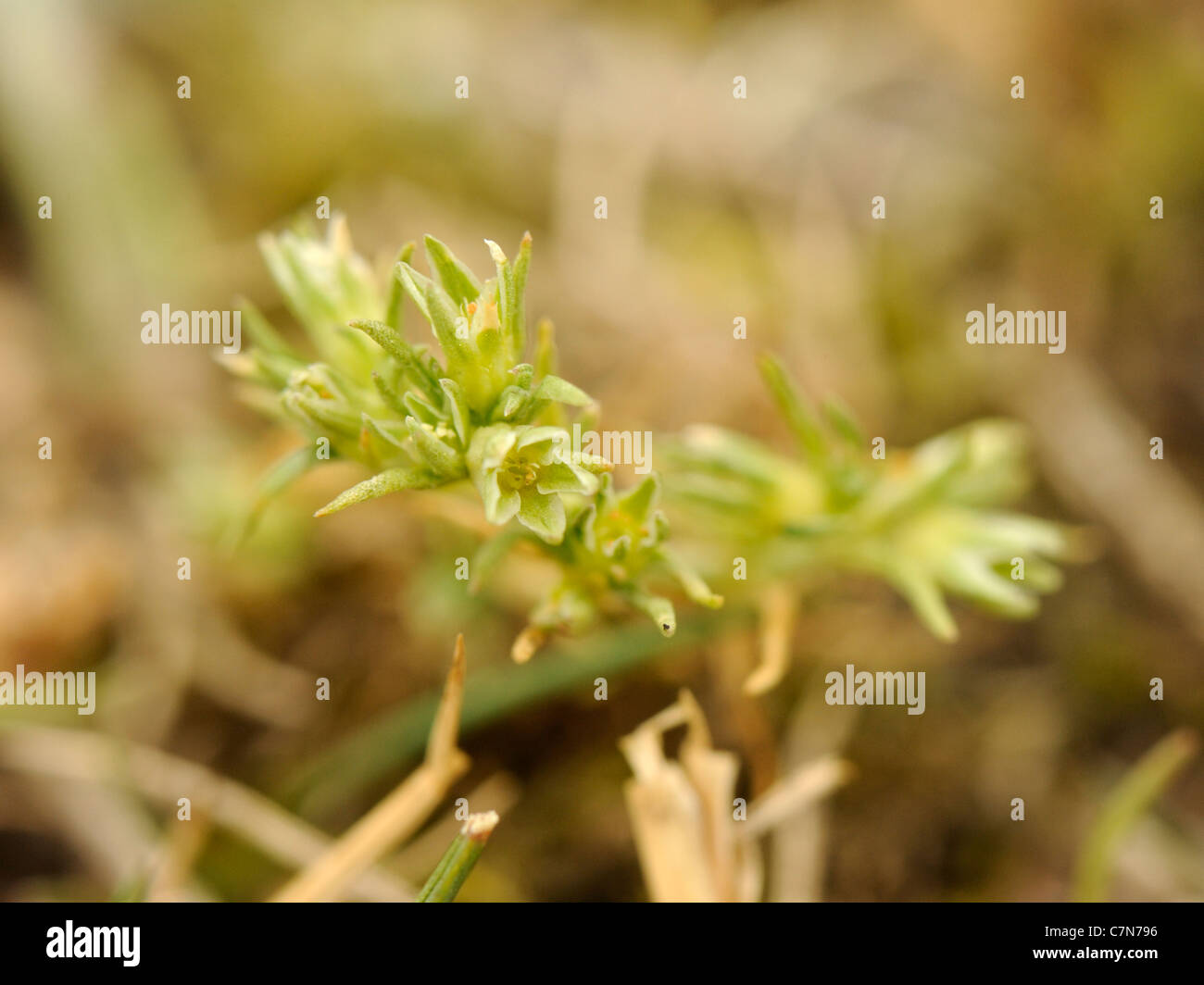Annual Knawel, scleranthus annuus Stock Photo