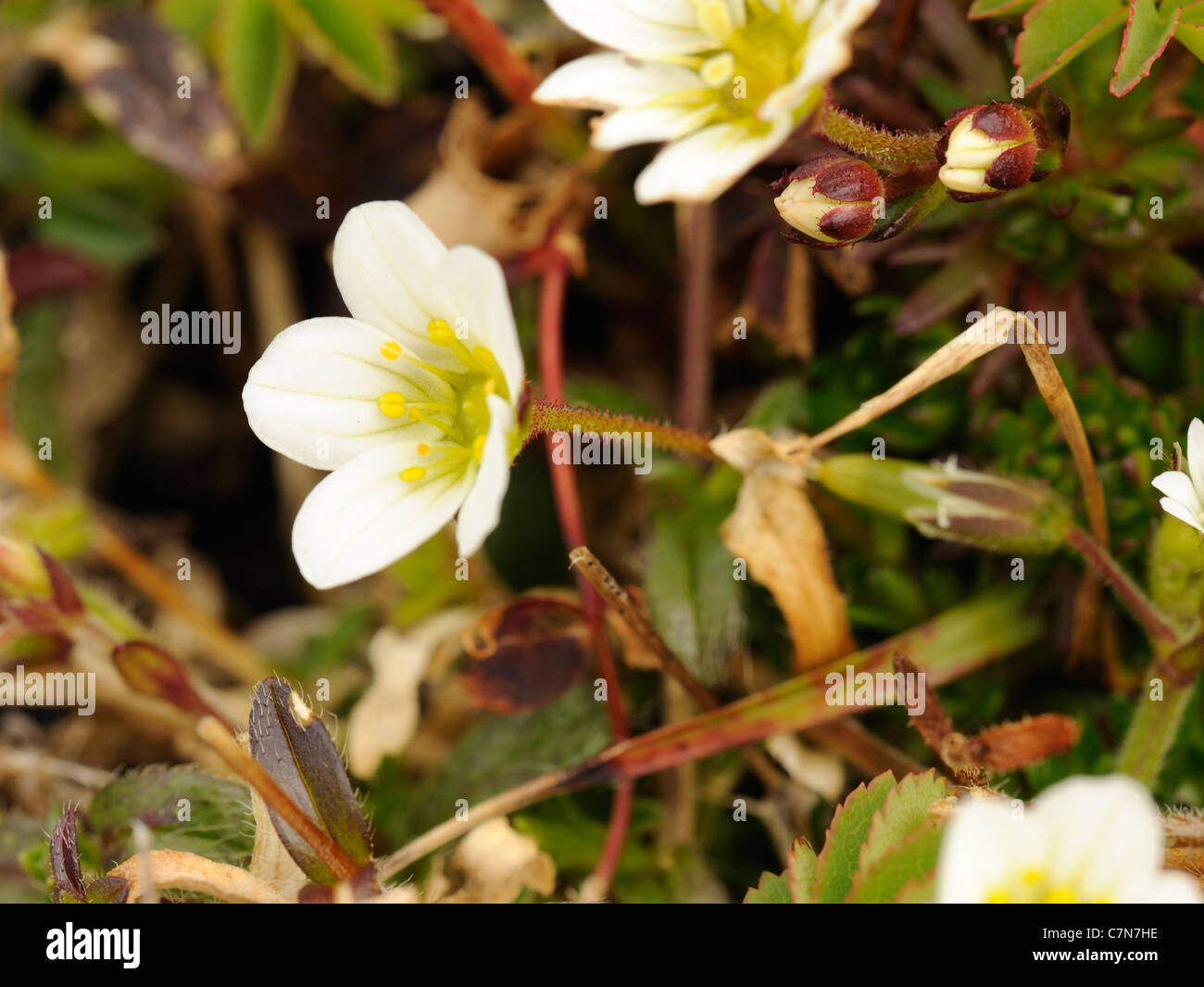Irish Saxifrage, saxifraga rosacea Stock Photo