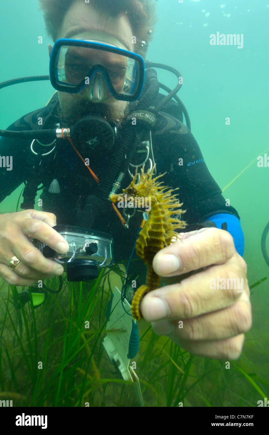 -Neil Garrick-Maidment form the Seahorse Trust tagging the Spiny Seahorse in Studland bay. Dorset. UK- Stock Photo