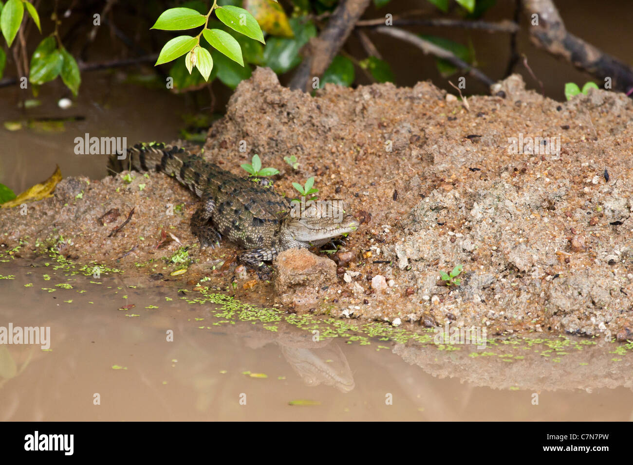 Baby Mugger Crocodile At Yala Np Sri Lanka Stock Photo Alamy