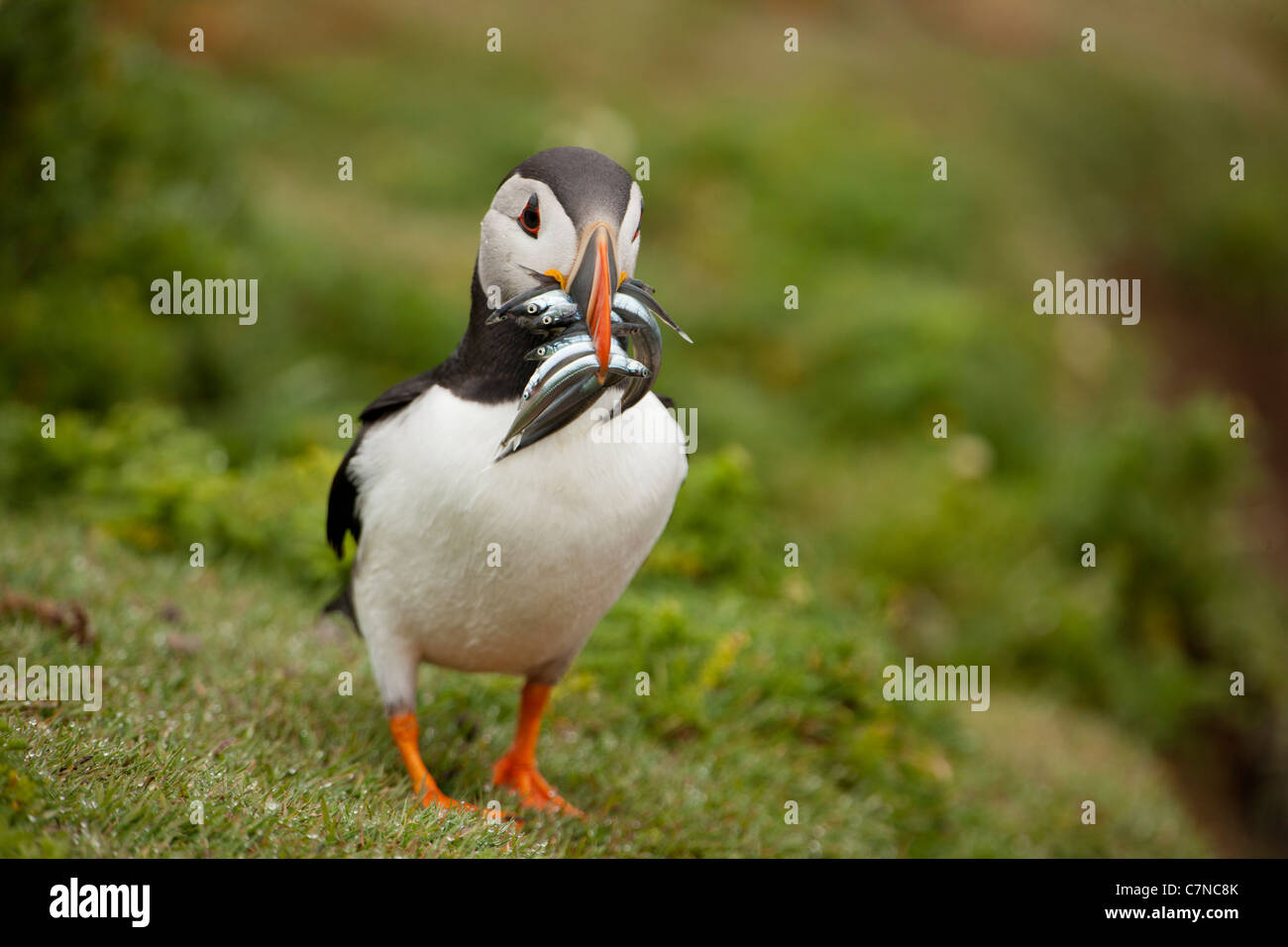 Puffin with Sandeels during nesting season Stock Photo
