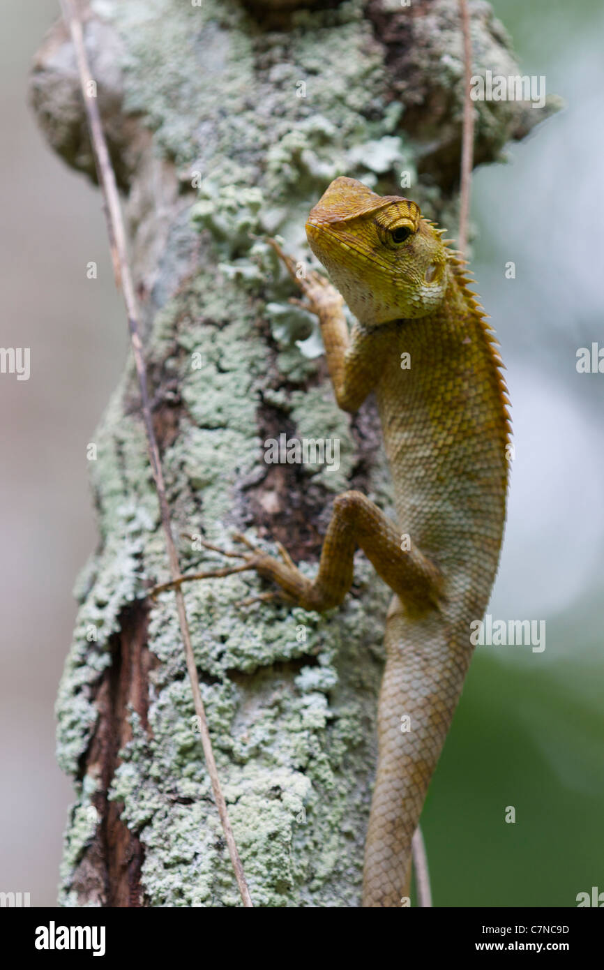 The Oriental Garden Lizard, Eastern Garden Lizard or Changeable Lizard (Calotes versicolor) i Stock Photo