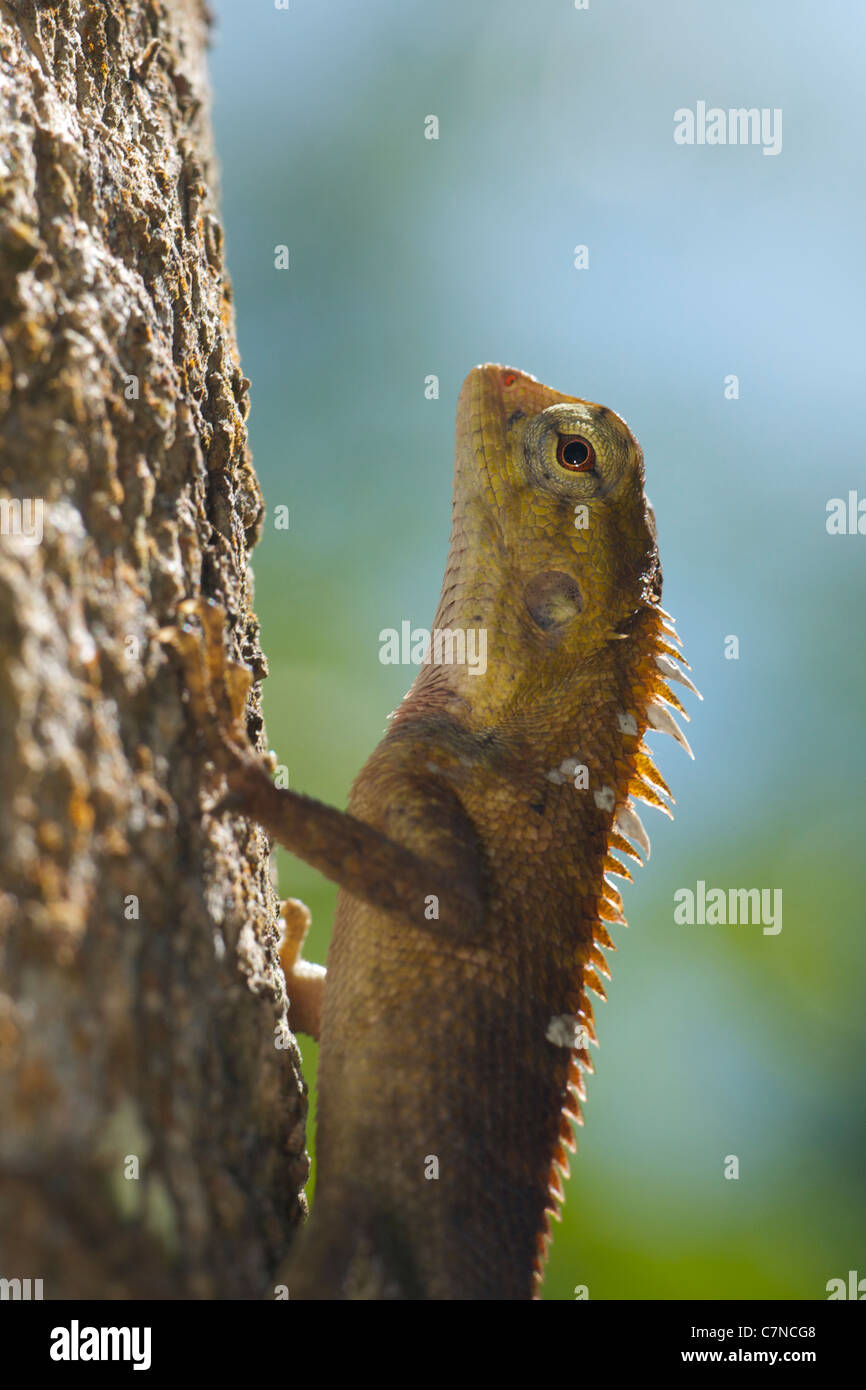 The Oriental Garden Lizard, Eastern Garden Lizard or Changeable Lizard (Calotes versicolor) Stock Photo