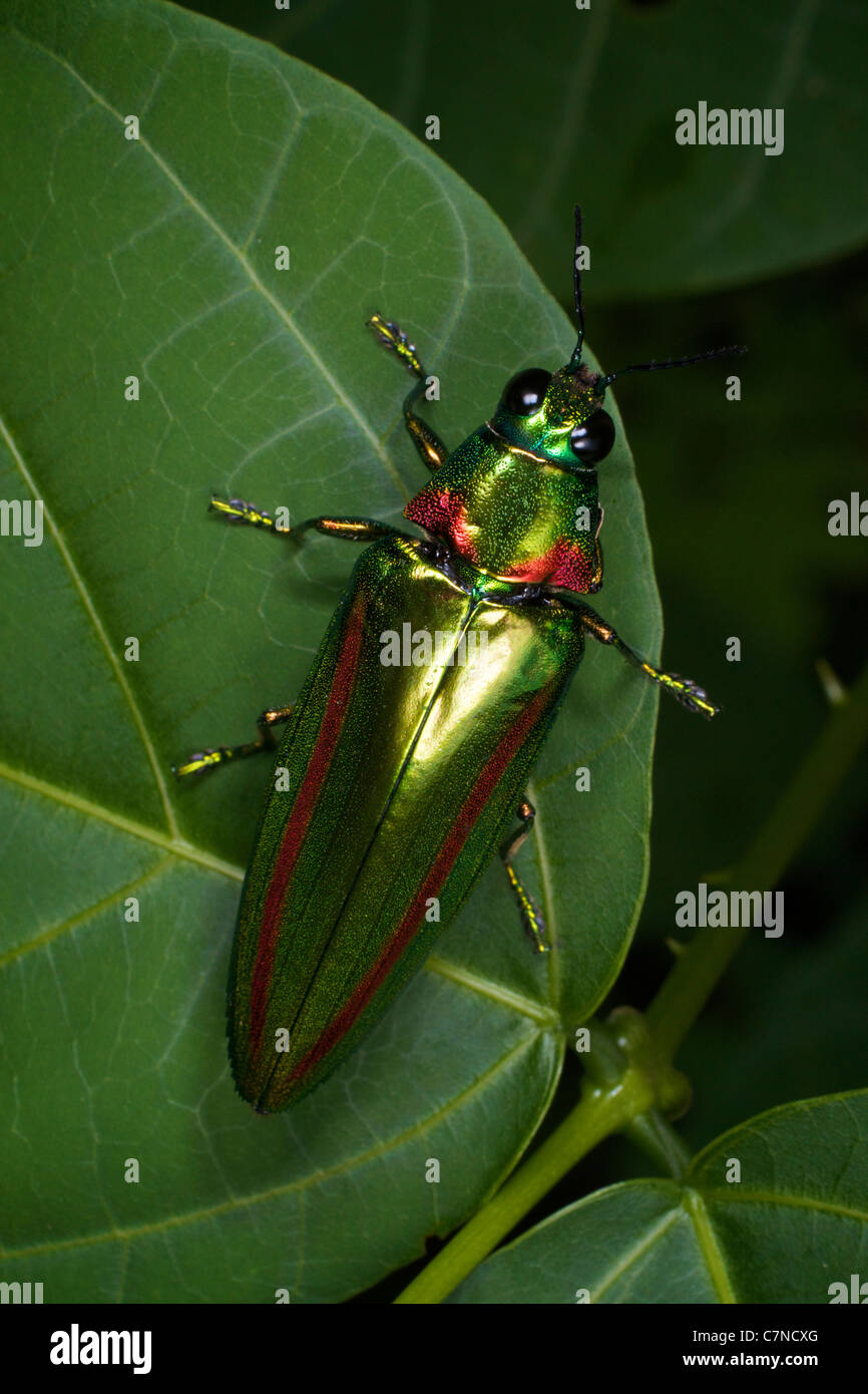 Chrysochroa rajah thailandica of the family Buprestidae Stock Photo