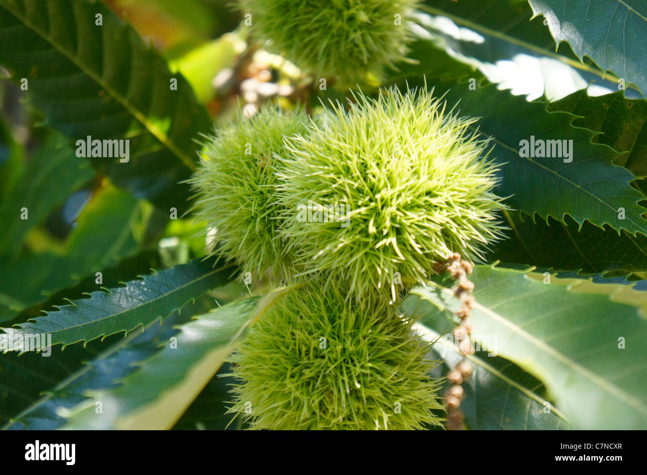 Chestnuts in shell on branch in woodland, Ardeche France. horizontal Stock Photo