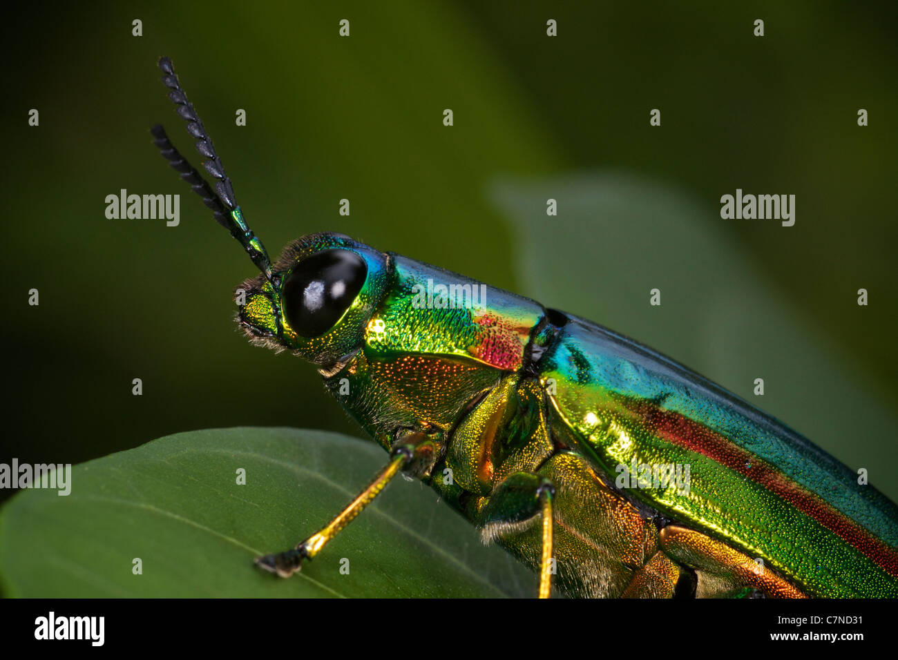 Chrysochroa rajah thailandica of the family Buprestidae , Stock Photo