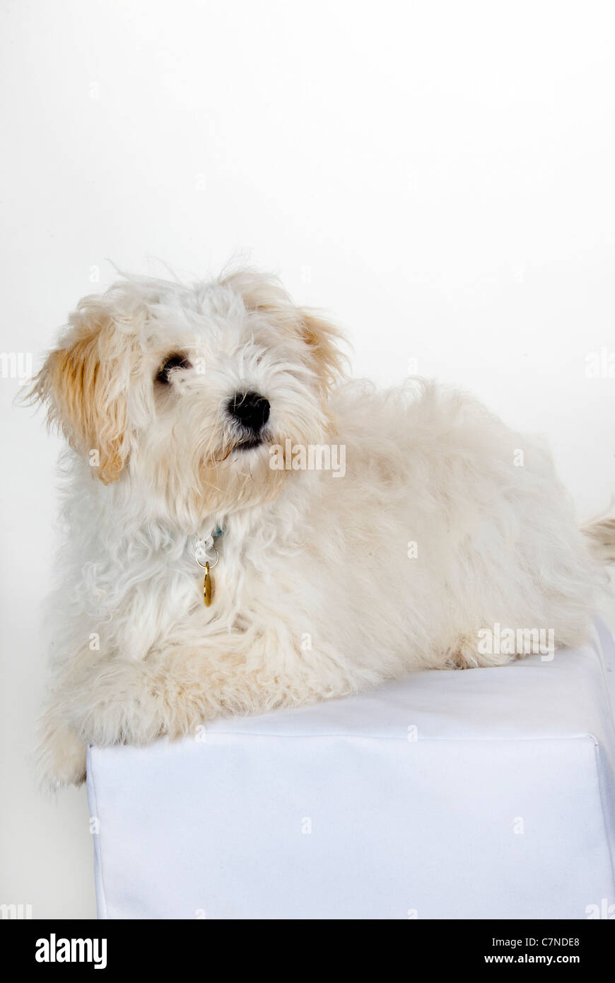 Yorkie poodle mix white sales