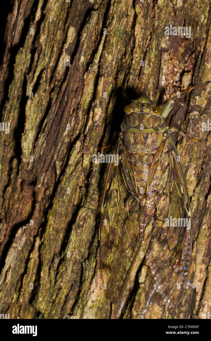 A forest cicada camoflagued against a tree. Stock Photo