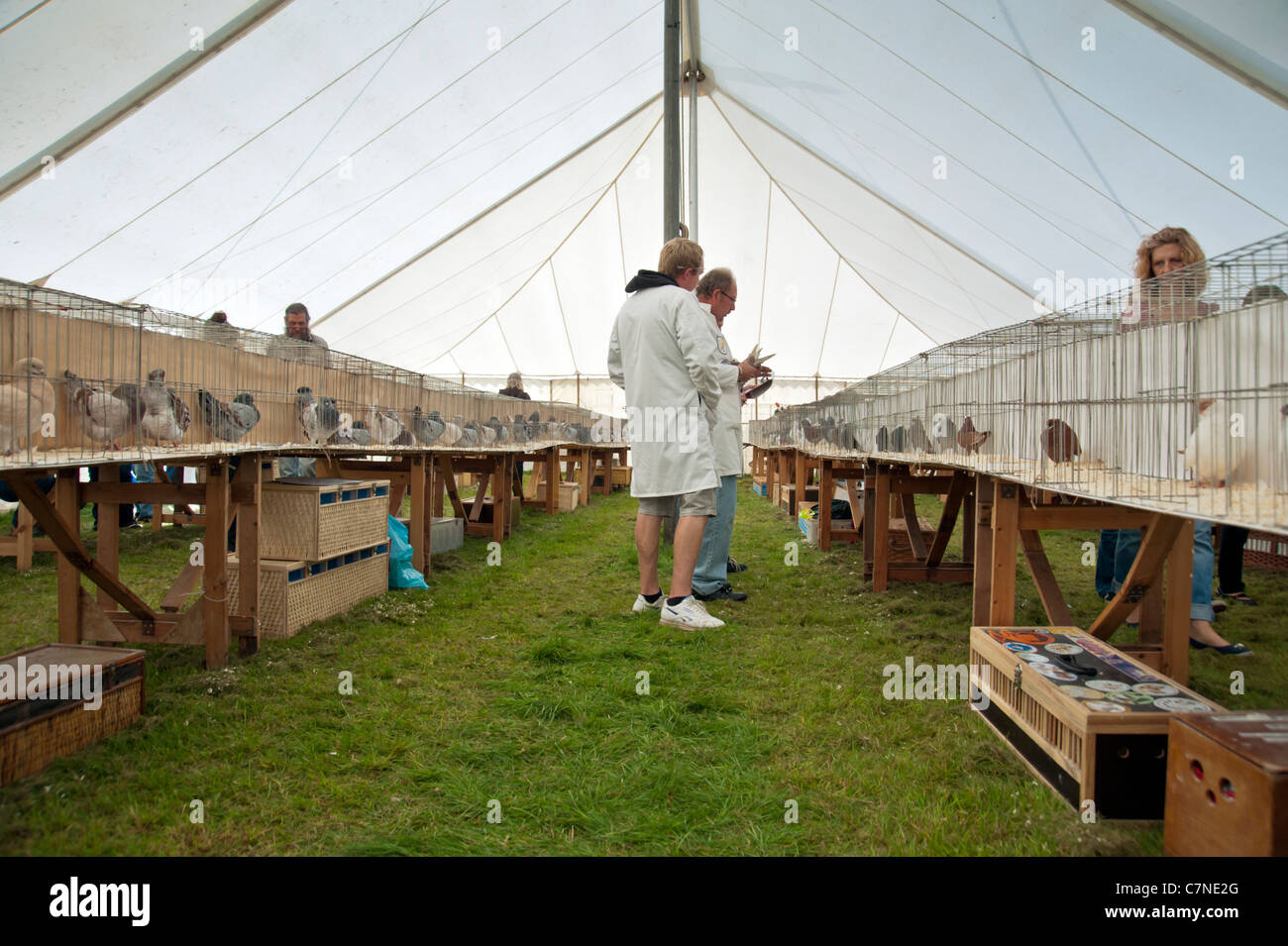 Men judging pigeons in Great Gransden agricultural show in a marquee with the pigeons lined up in cages. Stock Photo