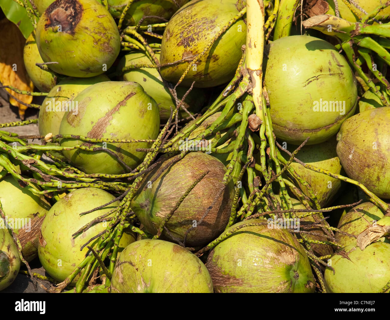 Green tropical coconuts pile hi-res stock photography and images - Alamy