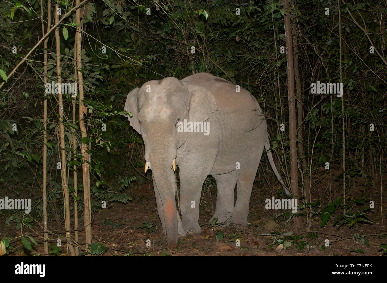Juvenile wild male asian elephant, Elephas maximus, caught in a camer trap at night in Thap Lan National Park, Thailand. Stock Photo