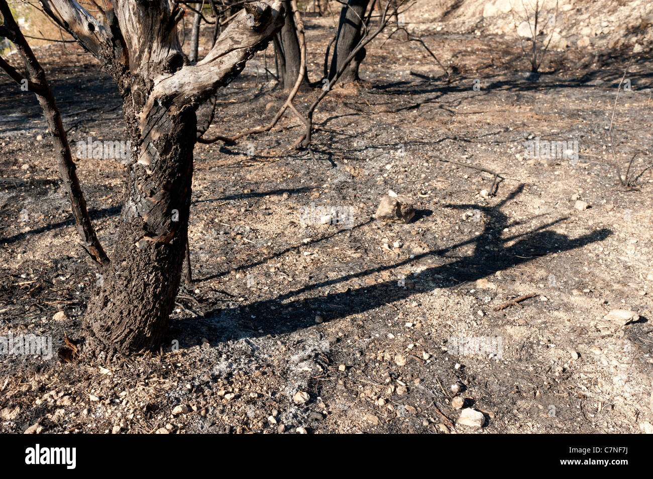 The aftermath of a devastating fire in a pine forest Stock Photo - Alamy