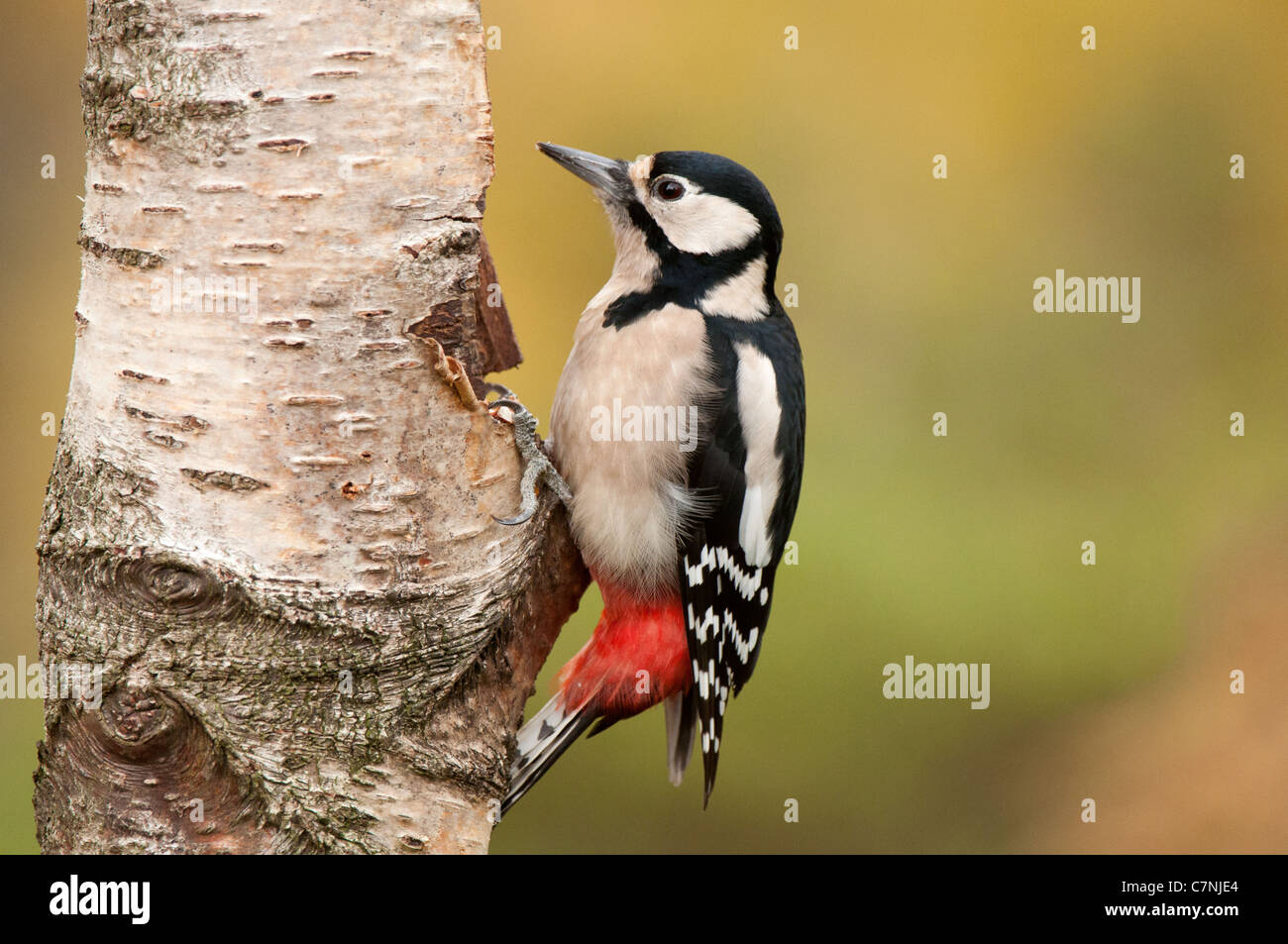 Female Great Spotted Woodpecker Stock Photo