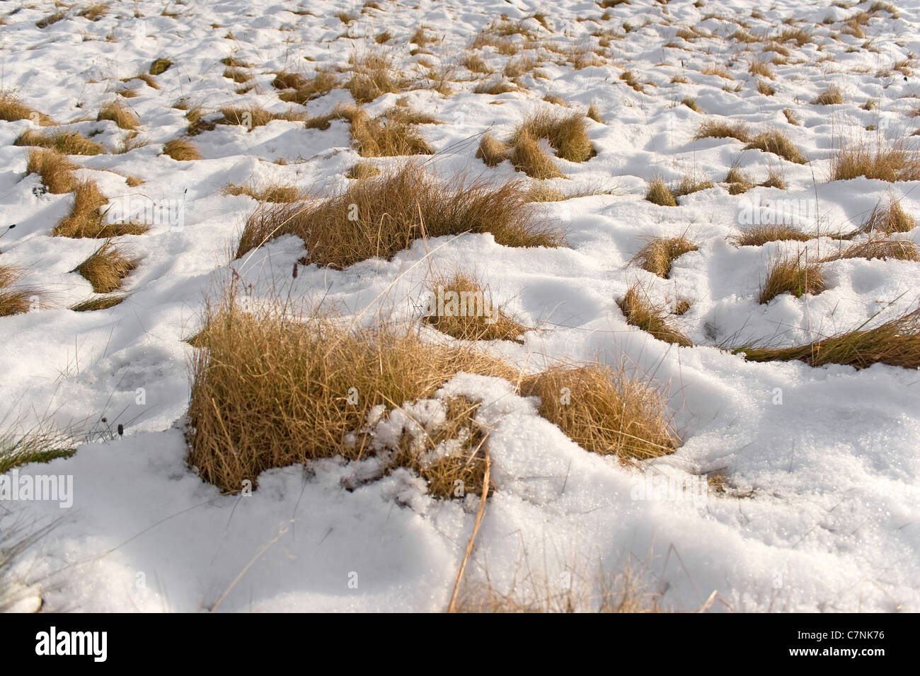 The melting snow reveals the dead grass beneath it in the field Stock