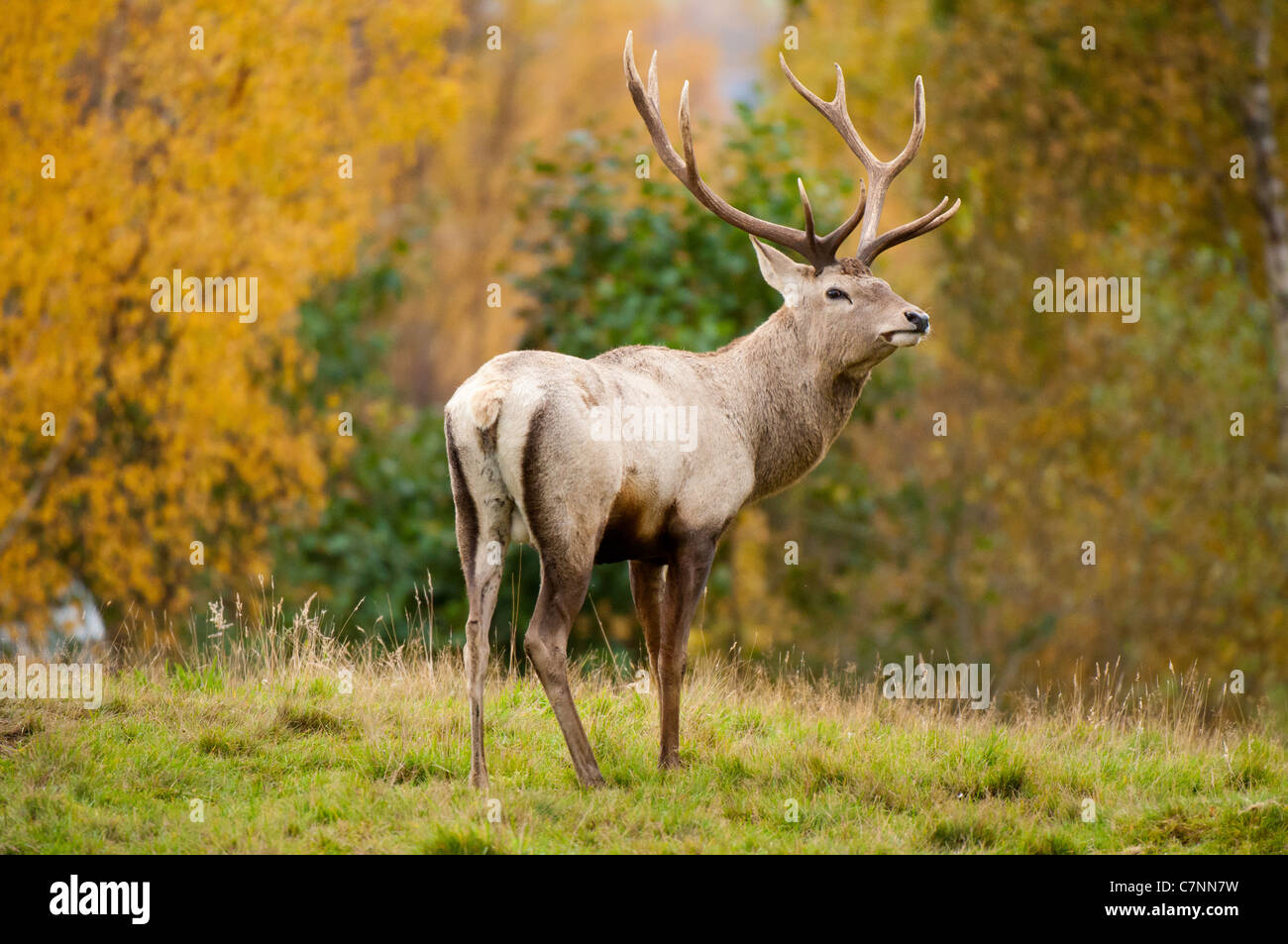 Male Red Deer during rutting season Stock Photo