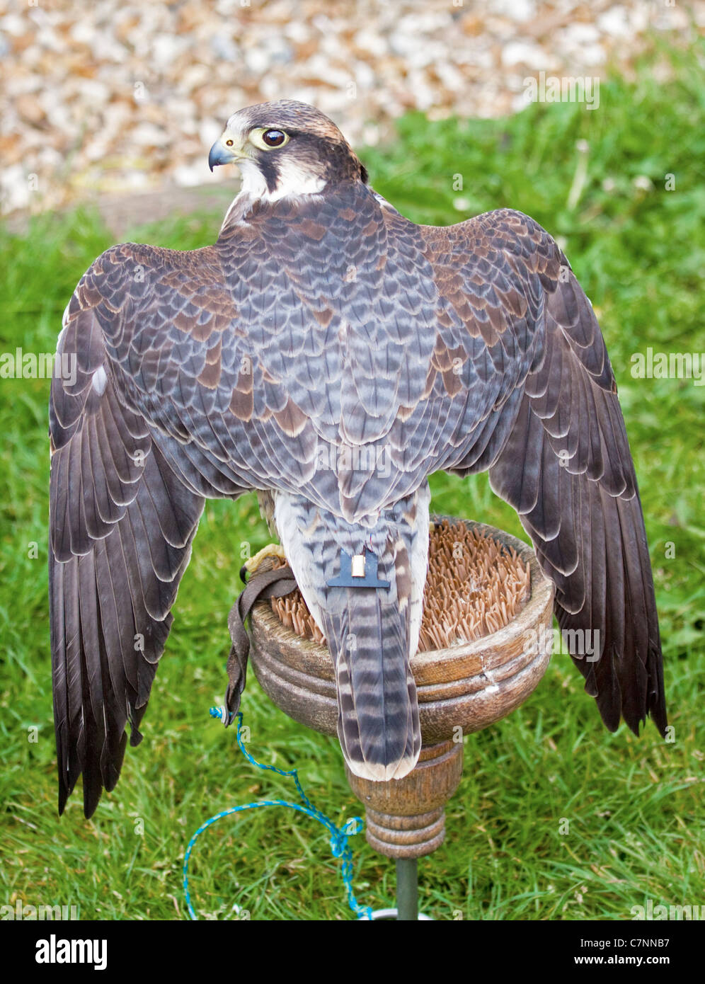 Lanner Falcon (falco biarmicus) showing radio tracker device fitted Stock  Photo - Alamy