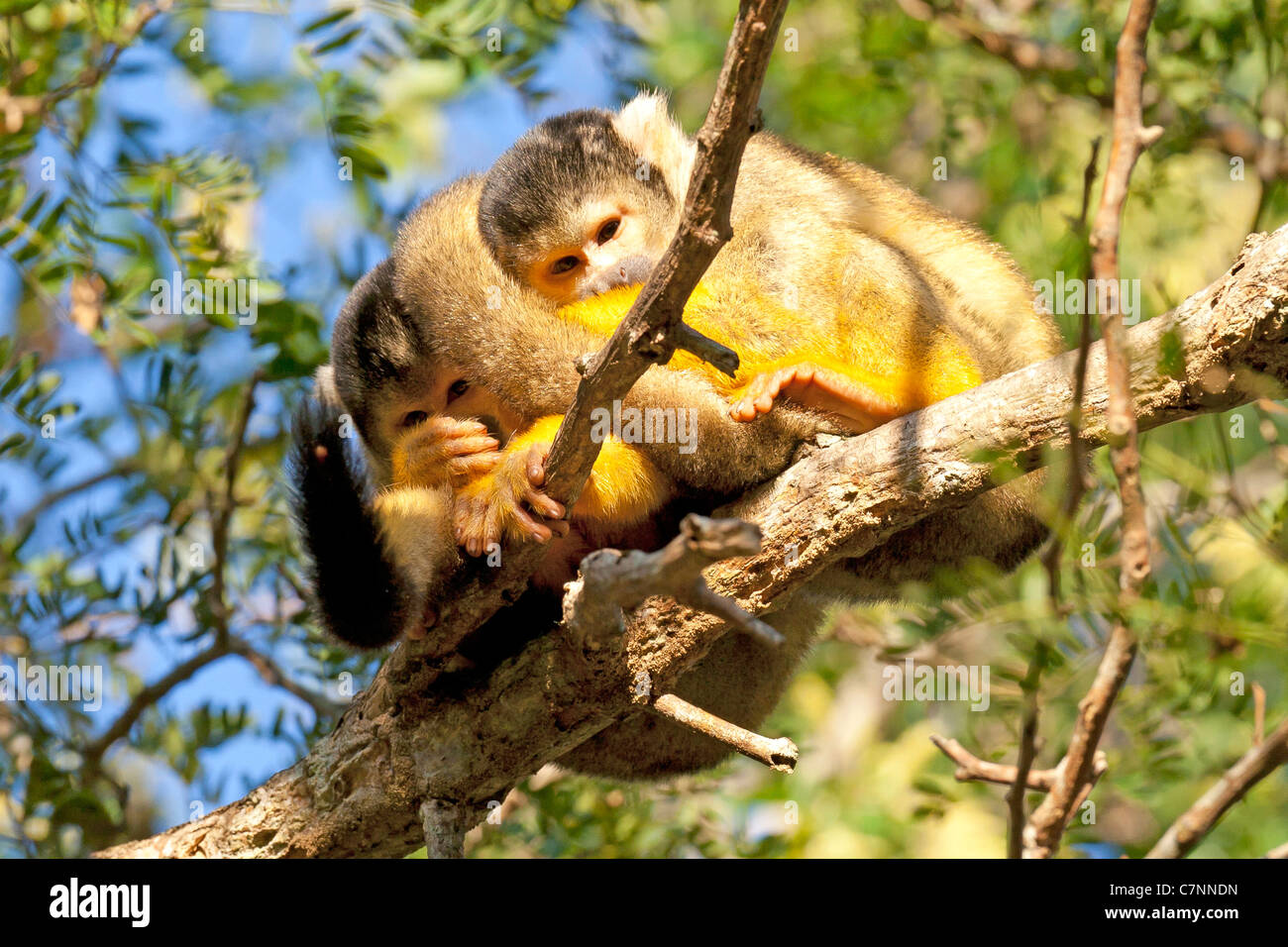 Wild Squirrel monkeys, Madidi mosaic (pampas del rio yacuma), Bolivia amazon rainforest (bolivian squirrel monkey) Stock Photo