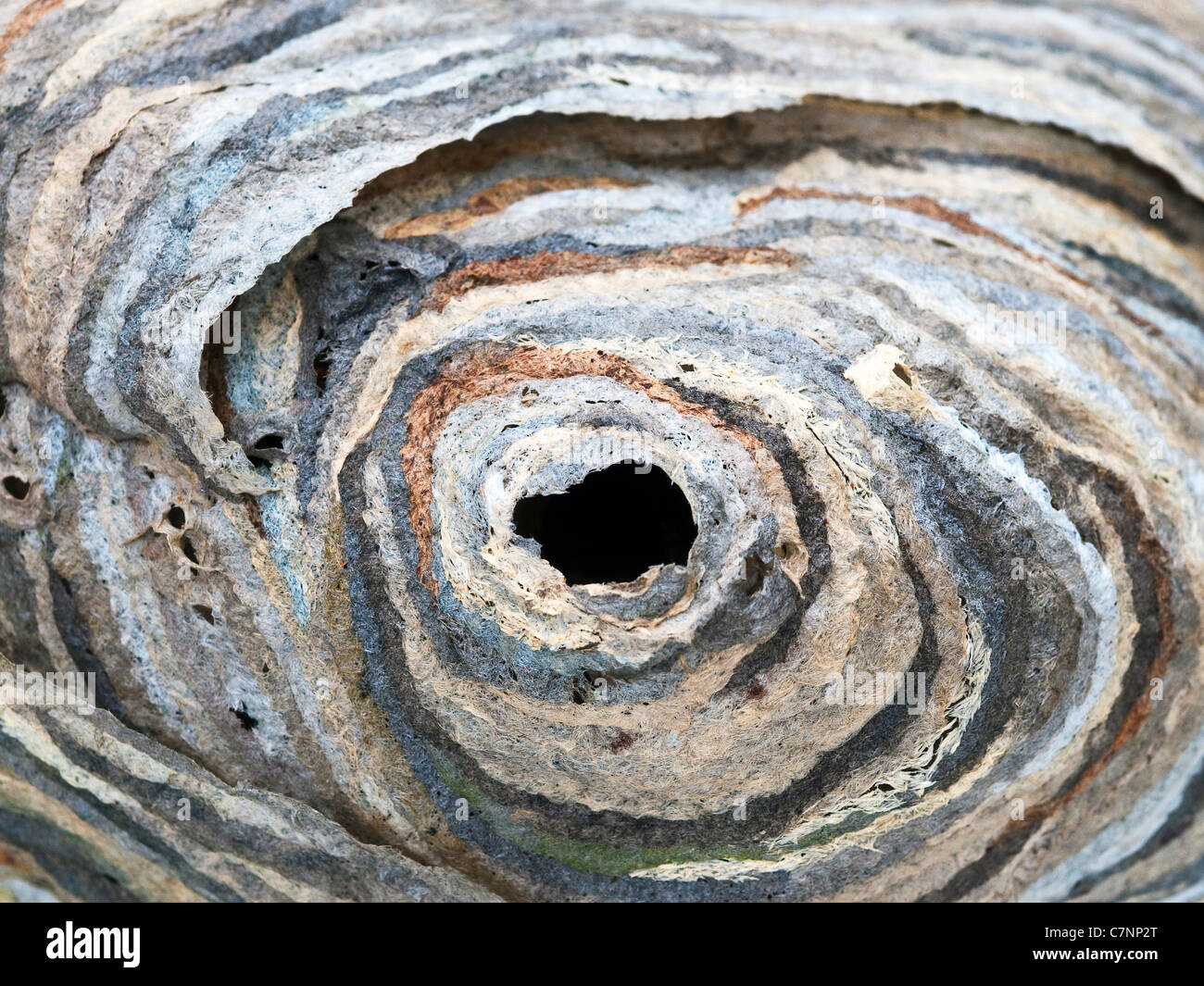 Wasp's nest surface texture - France. Stock Photo