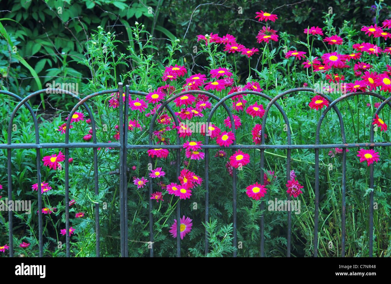 Colorful flowers swarming through an old picket fence in St. James's Park in London, England. Stock Photo