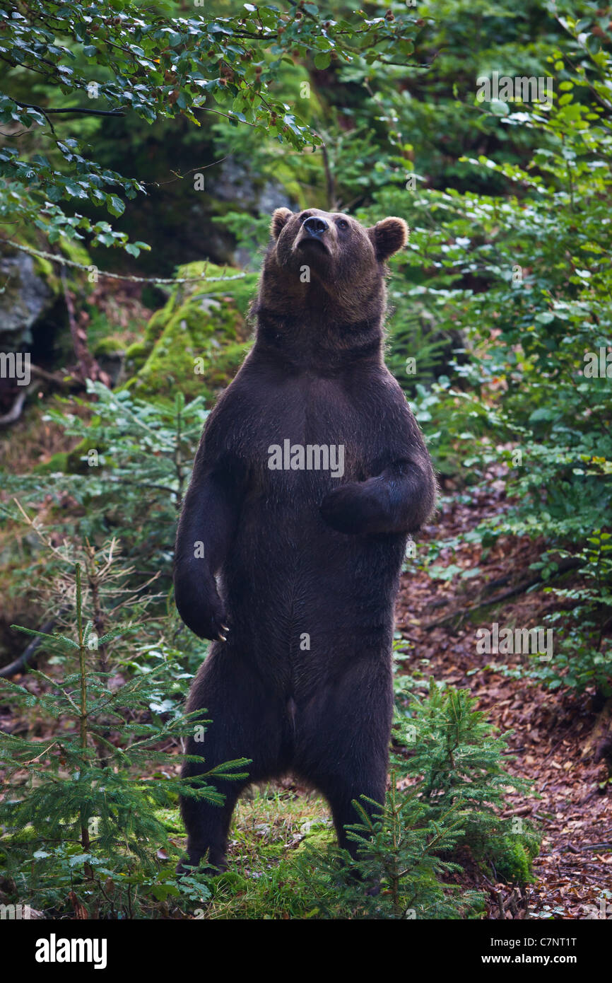 braunbär Stock Photo