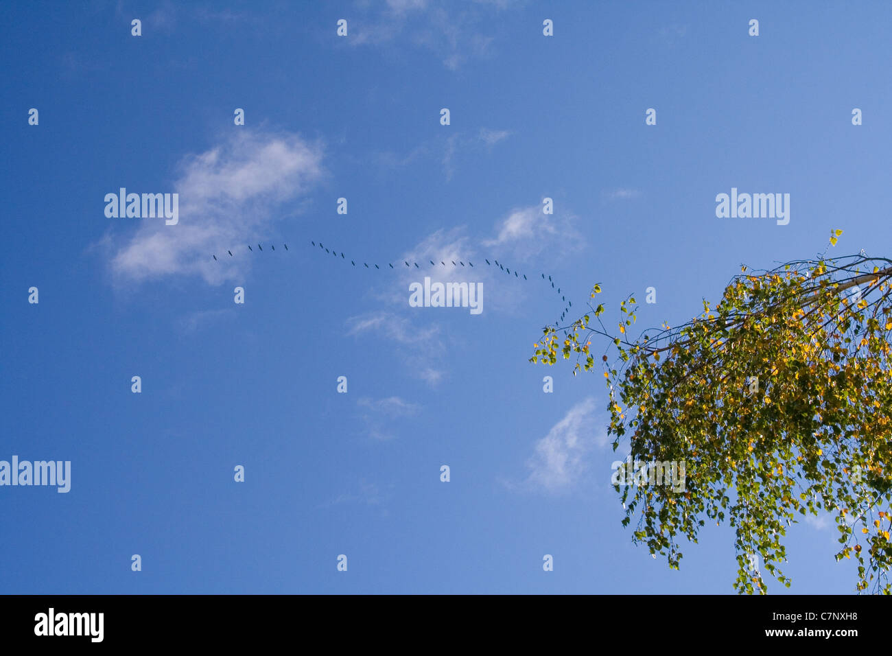 Flock of cranes in the blue sky Stock Photo - Alamy