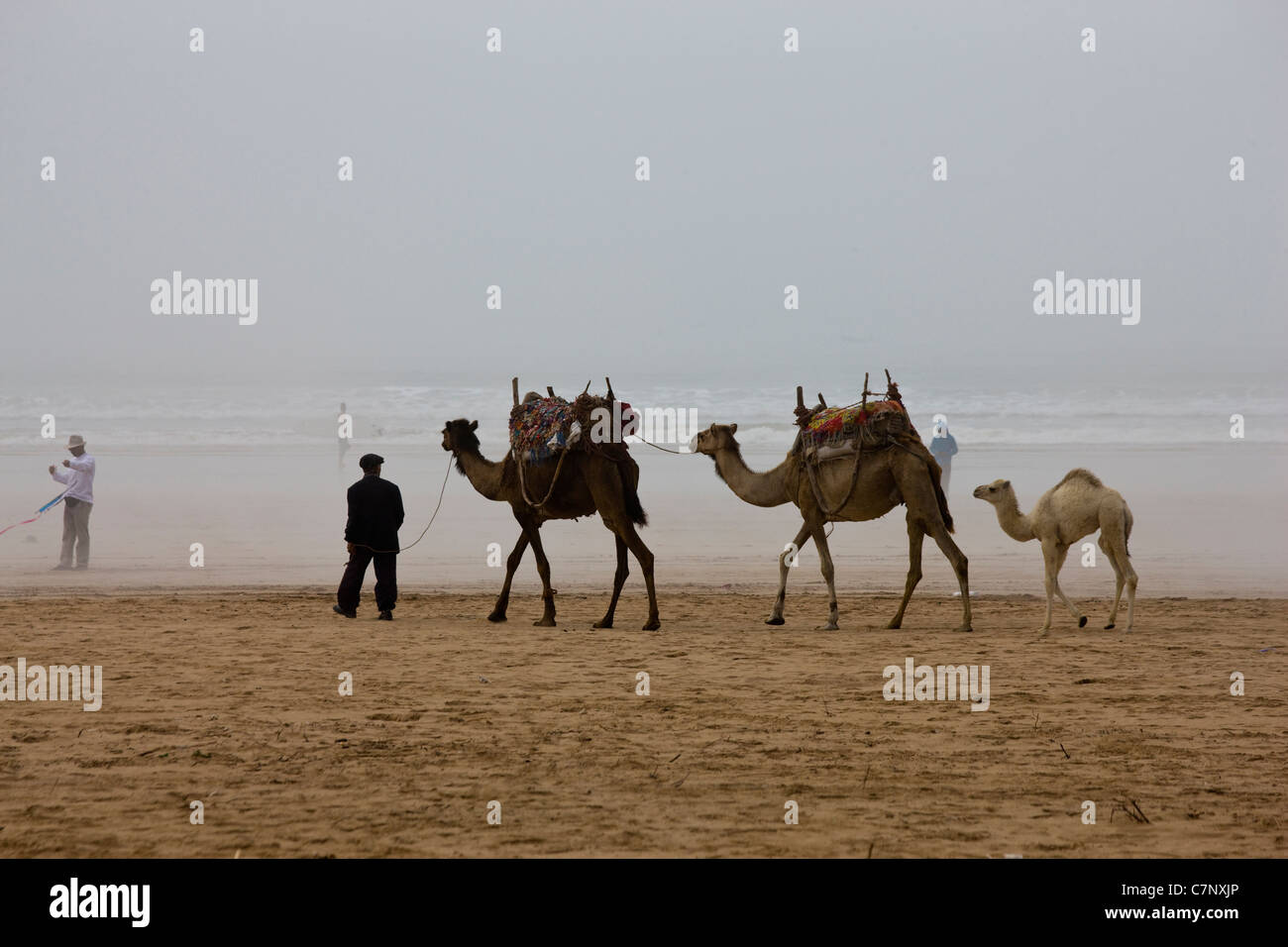 Camel train on beach in Essaouira, Morocco Stock Photo