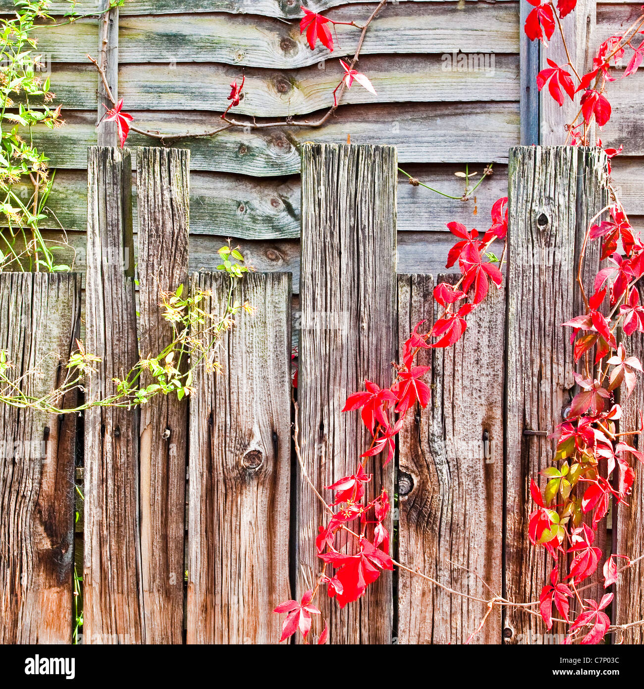 Nice detailed background image of a fence with red and green ivy Stock Photo