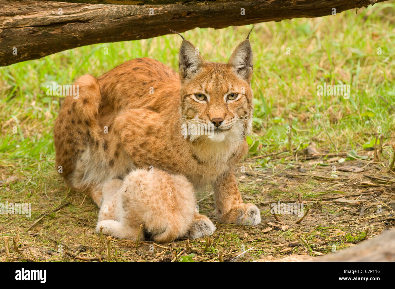 Eurasian lynx (Lynx lynx) - adult female sitting in grass with young - Summer, Gaiapark Kerkrade, the Netherlands,Western Europe Stock Photo