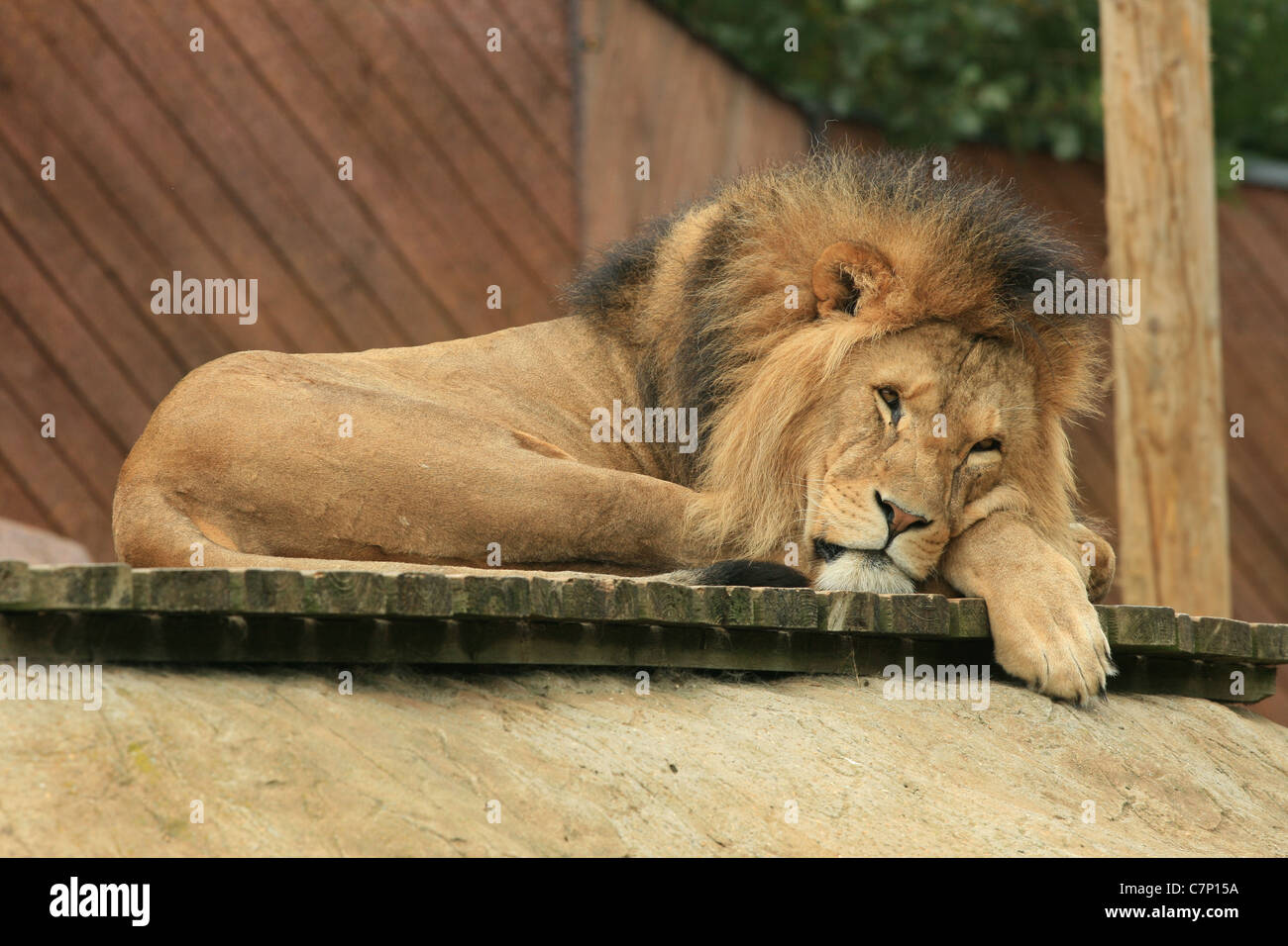 A male lion resting in his zoo enclosure Stock Photo - Alamy