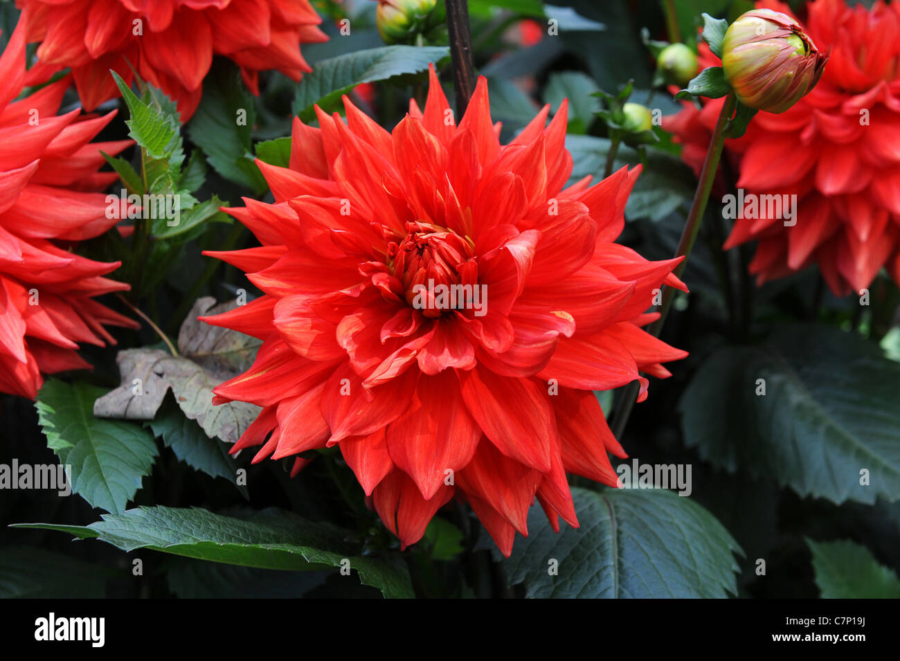 Dahlias High Resolution Stock Photography and Images - Alamy