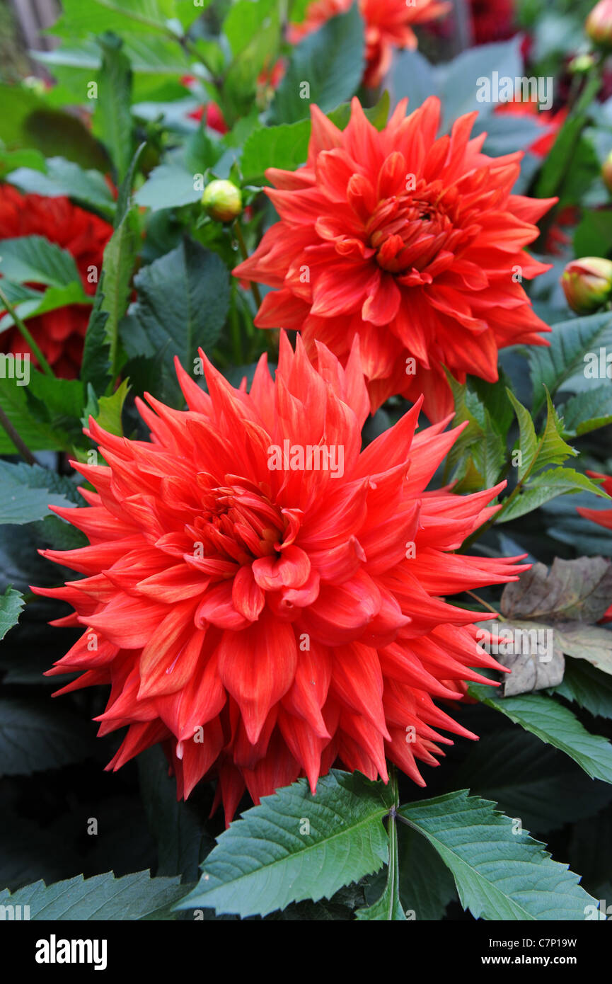 Red Dahlia Zorro Stock Photo - Alamy