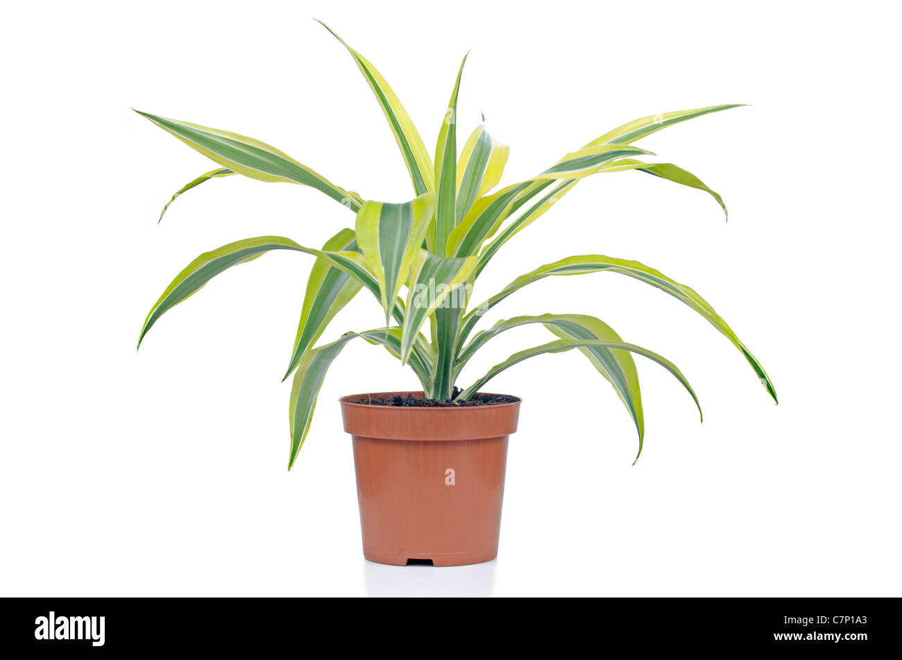 Houseplant on red vase isolated on white background Stock Photo - Alamy