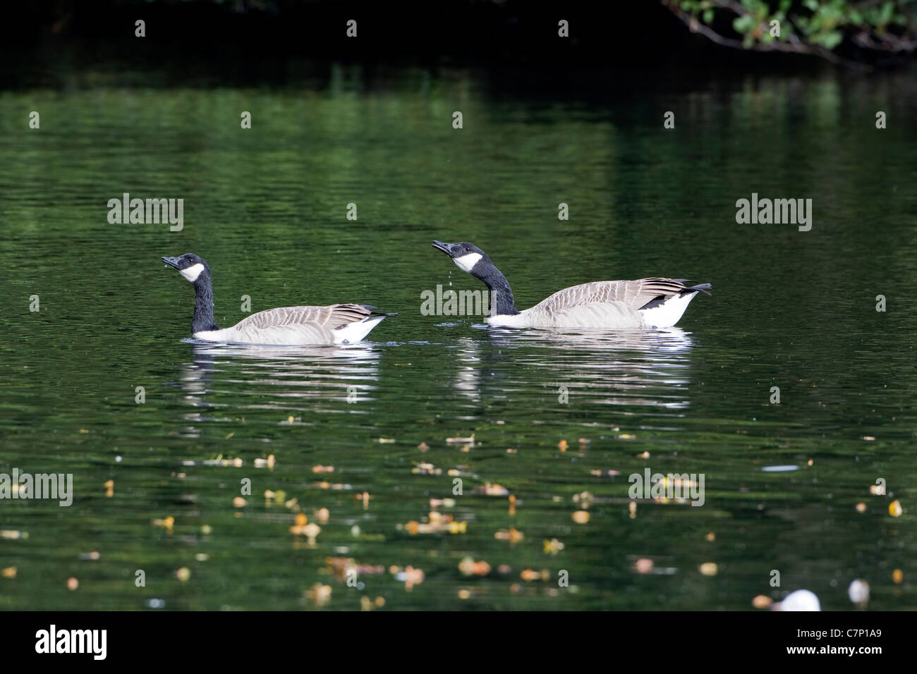 canada goose branta line canada goose branta line