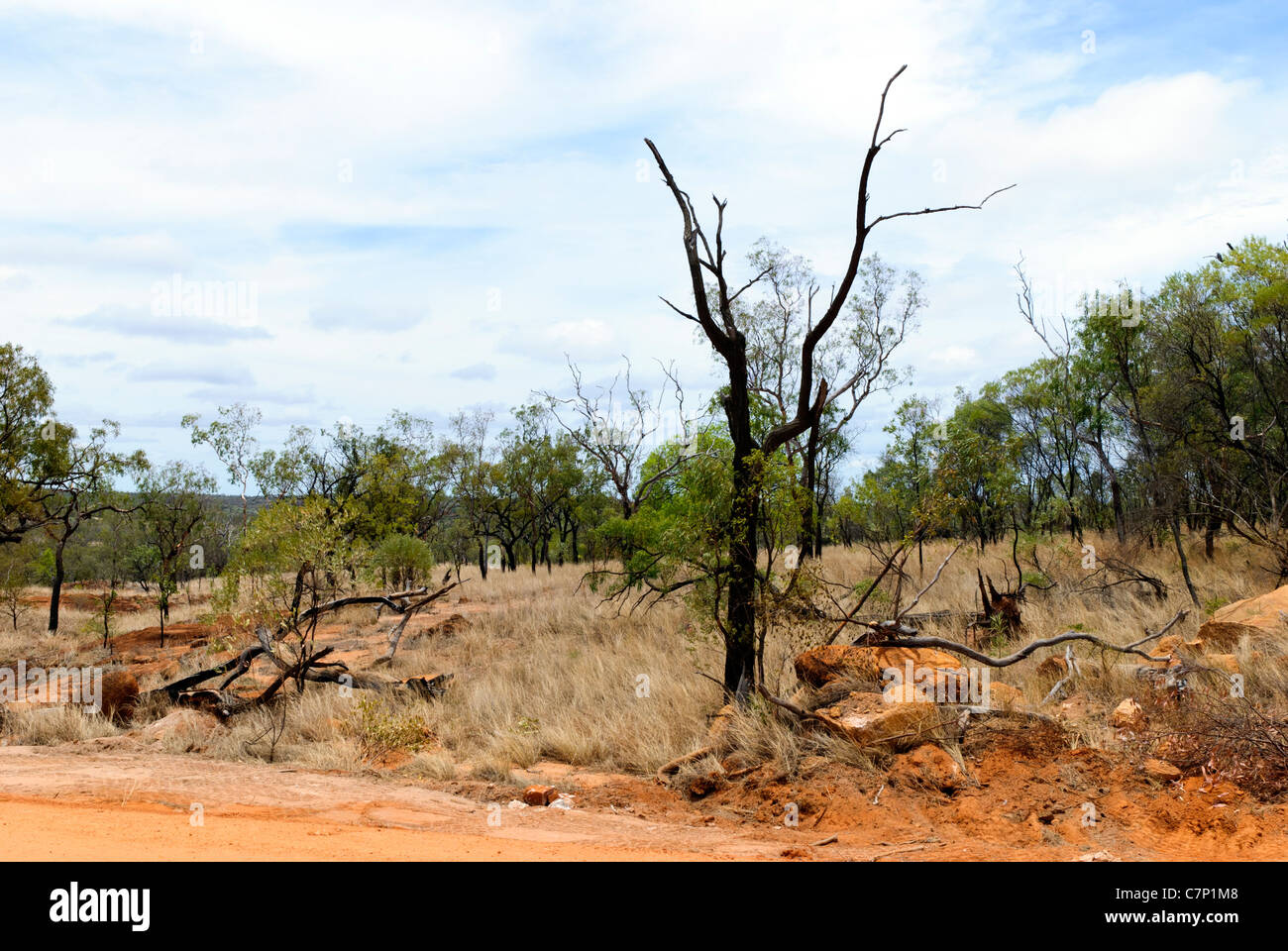 Death tree in the Undara Volcanic National Park - Queensland, Australia Stock Photo