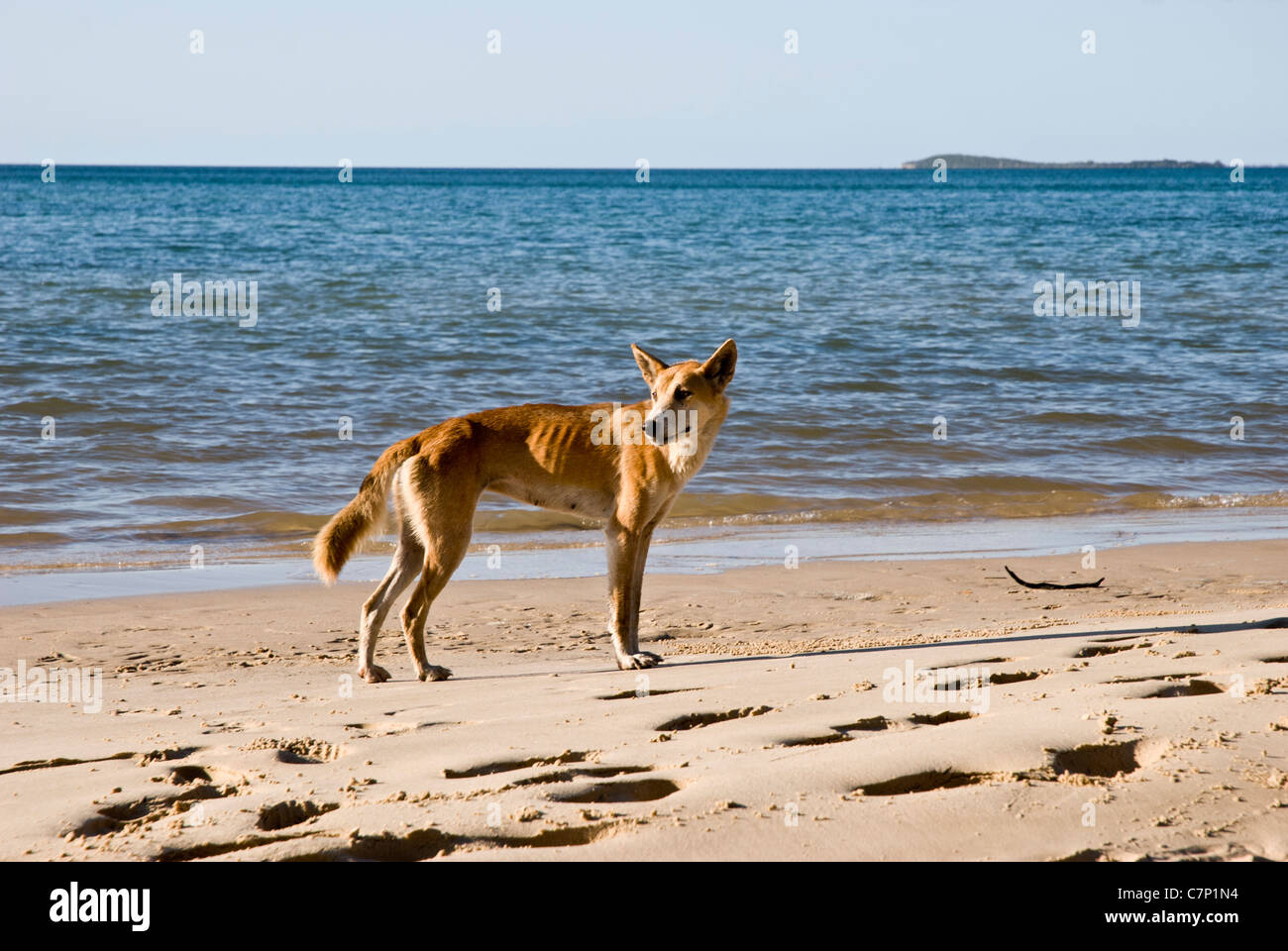 Australian dingo in the beach of Fraser Island Queensland, Australia Stock Photo Alamy