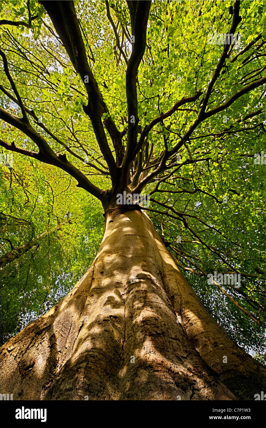 beech tree seen from below with dappled sunlight shade on trunk Stock Photo