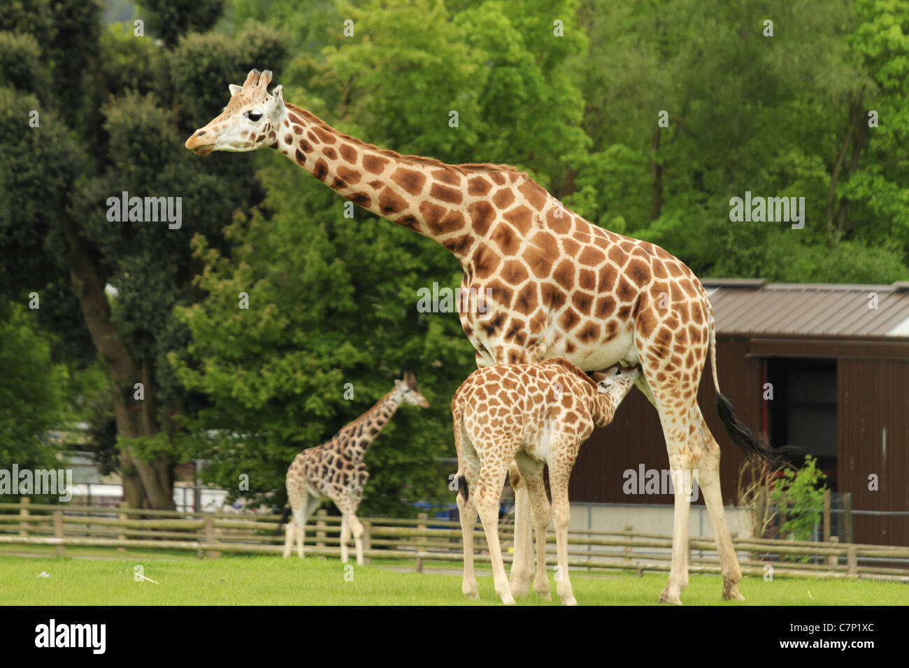 rothschild-giraffe-latin-giraffa-camelopardalis-rothschildi-aka-the