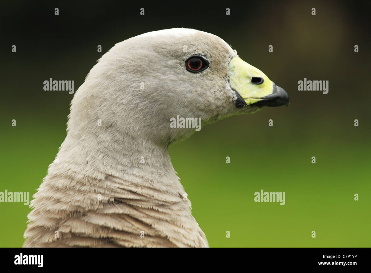 A Cape Barren Goose (Latin name: Cereopsis novaehollandiae) Stock Photo
