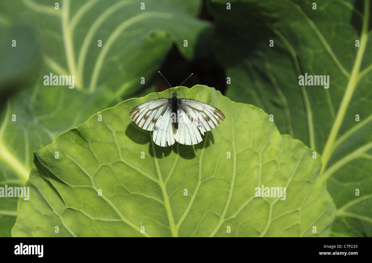 A black veined white butterfly (Latin name: Aporia crataegi) on a cabbage leaf. Stock Photo