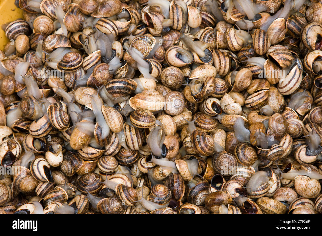 Snails for sale as food in the Souk, Marrakech Stock Photo Alamy