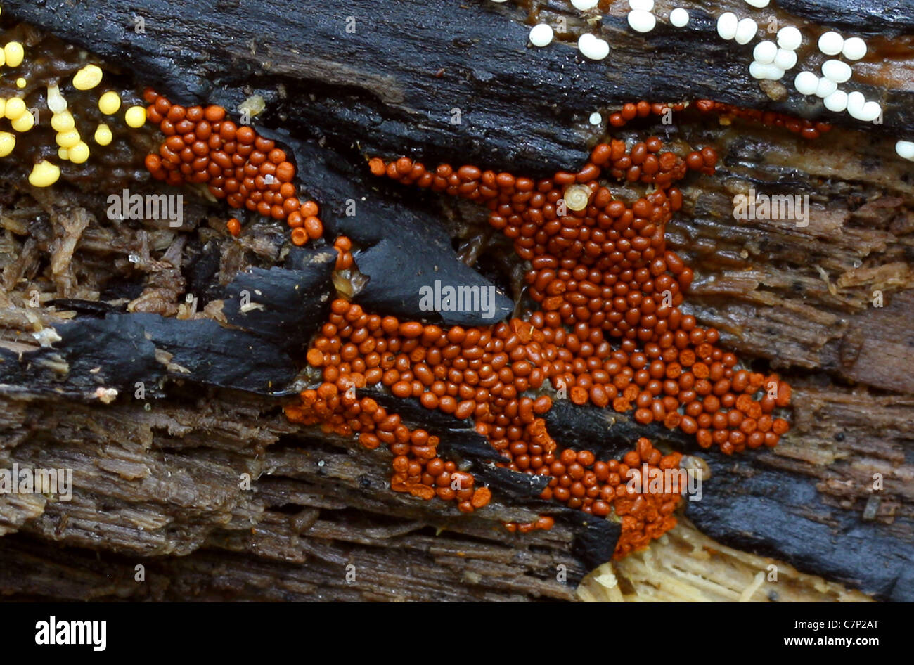 Plasmodial Slime Mould, Trichia persimilis, Trichiaceae, Trichiidae, Myxogastria, Mycetozoa, Amoebozoa. Stock Photo