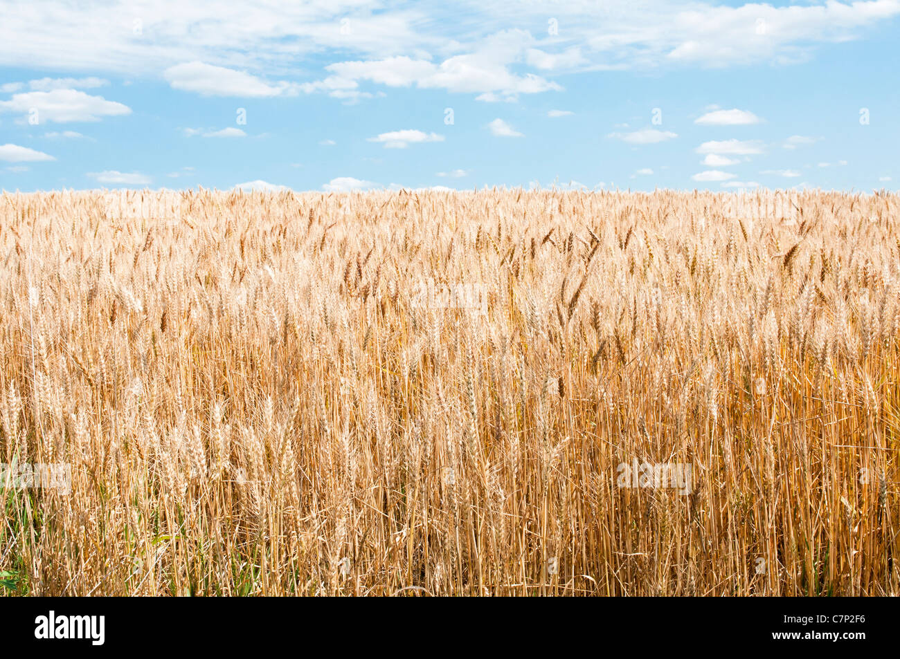 A ripe crop of wheat is shown in the field with white puffy clouds in the blue sky. Stock Photo