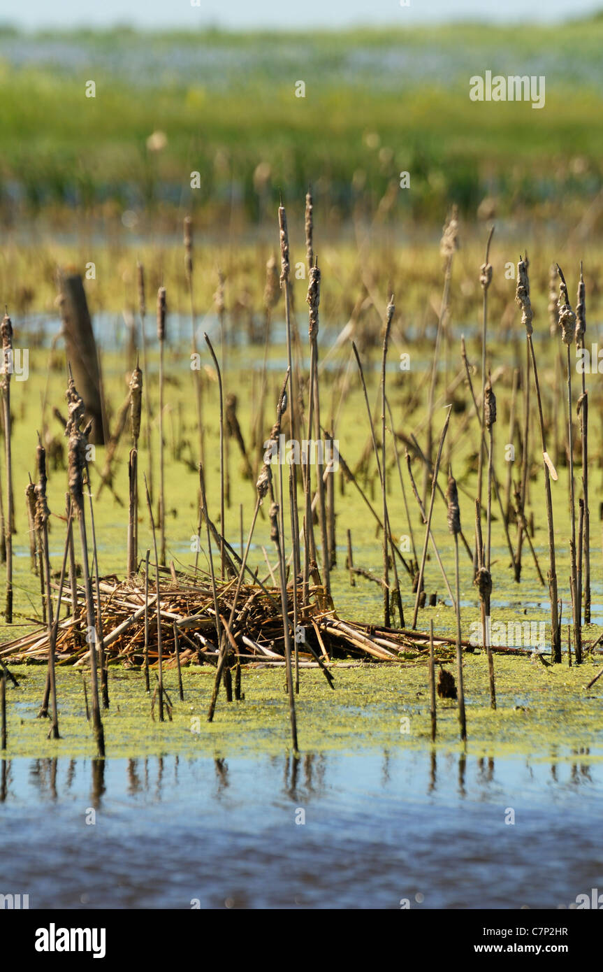 American Coot nest in a marsh, Saskatcewan Canada. Stock Photo