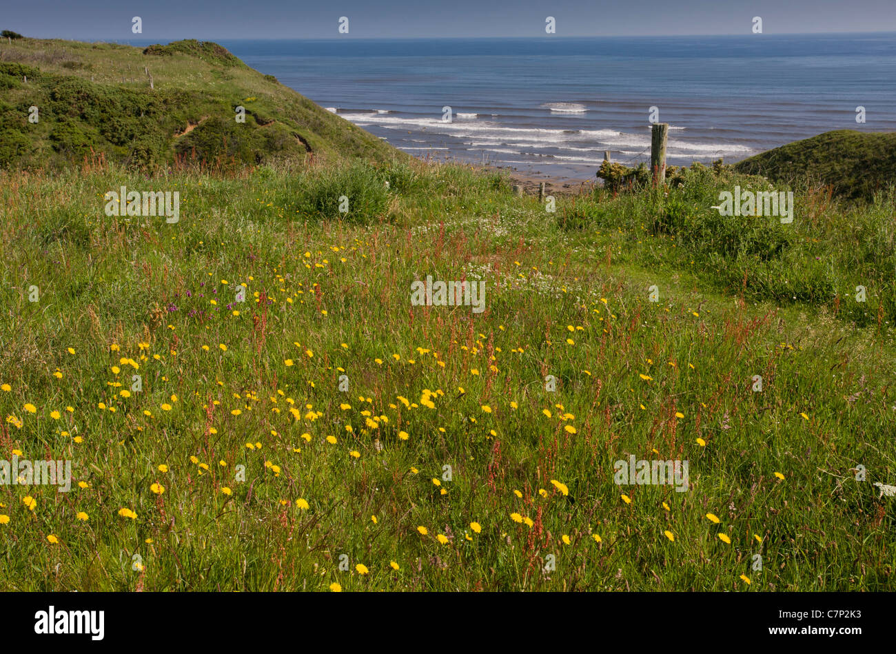 Flowery clifftop grassland at Cross Gill, or North Crimdon Meadow. Magnesian limestone site on the north Durham coast. Stock Photo