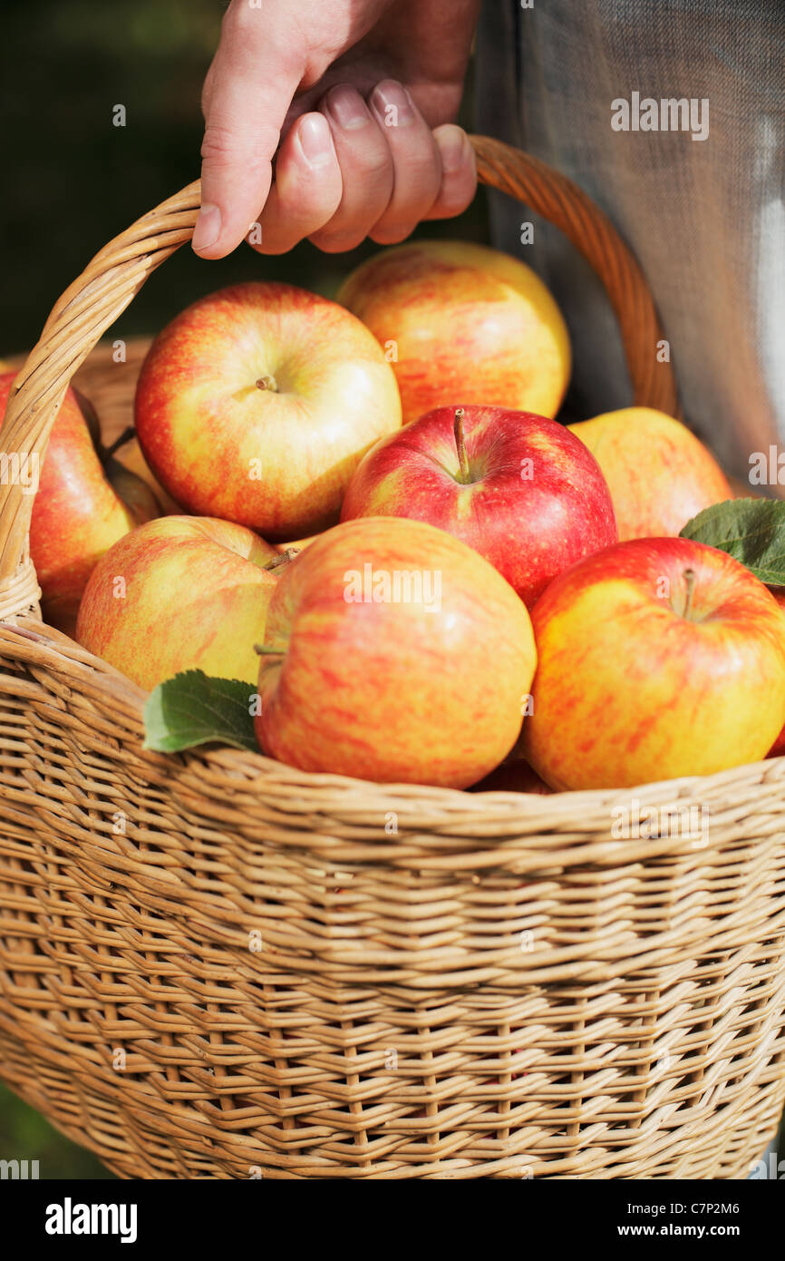 Man holding a basket full of apples Stock Photo - Alamy