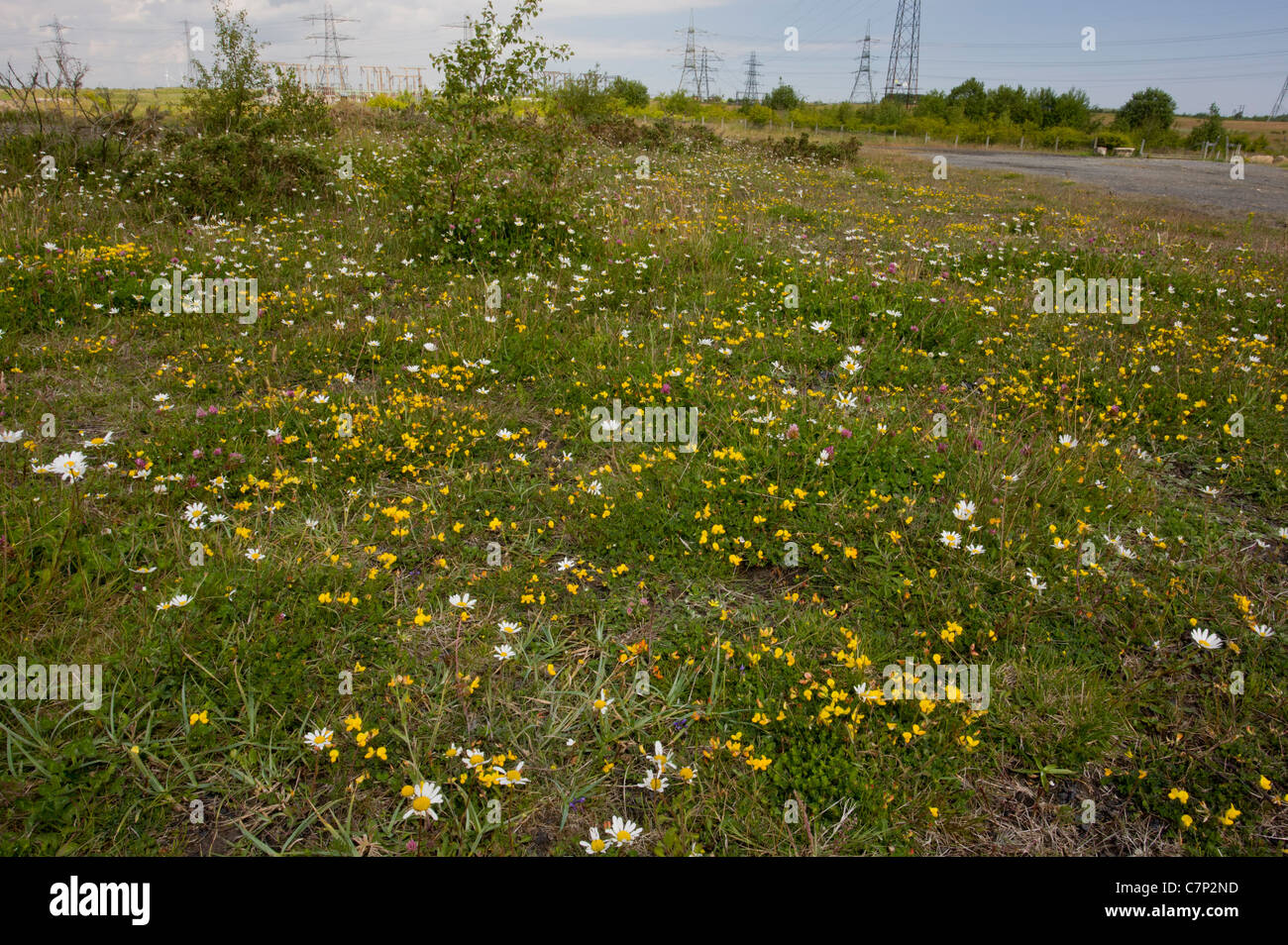 Restored and revegetated old coalmine, next to Hesledon Moor West (or South Hetton). Former coal mine site, Co. Durham. Stock Photo
