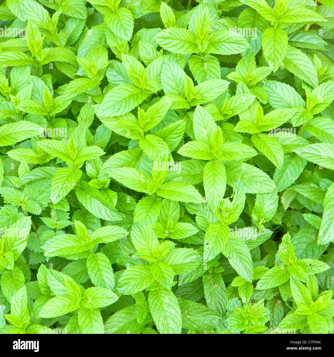 Lovely fresh background image of english garden mint Stock Photo