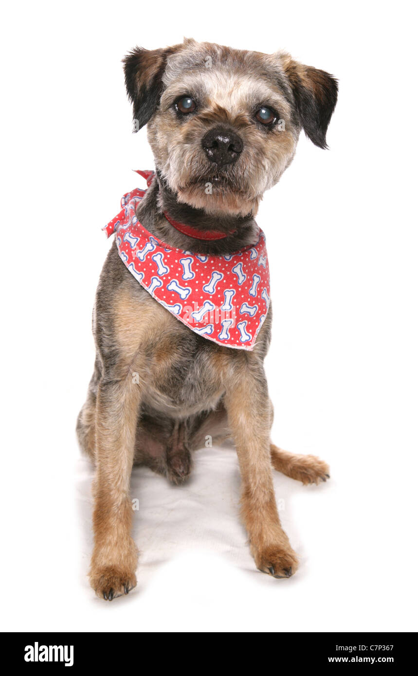 Border terrier Single adult sitting in a studio UK Stock Photo