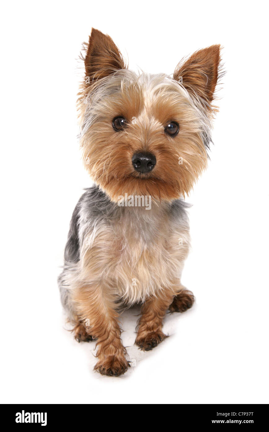 How Do You Clean A Yorkies Face