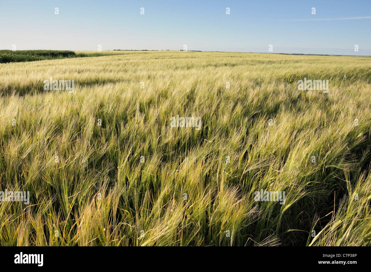 Saskatchewan wheat field hires stock photography and images Alamy